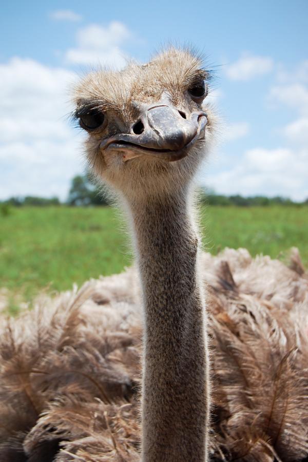 Ostrich