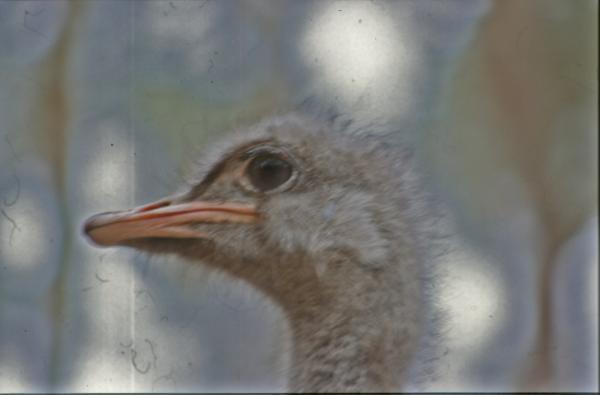 Ostrich