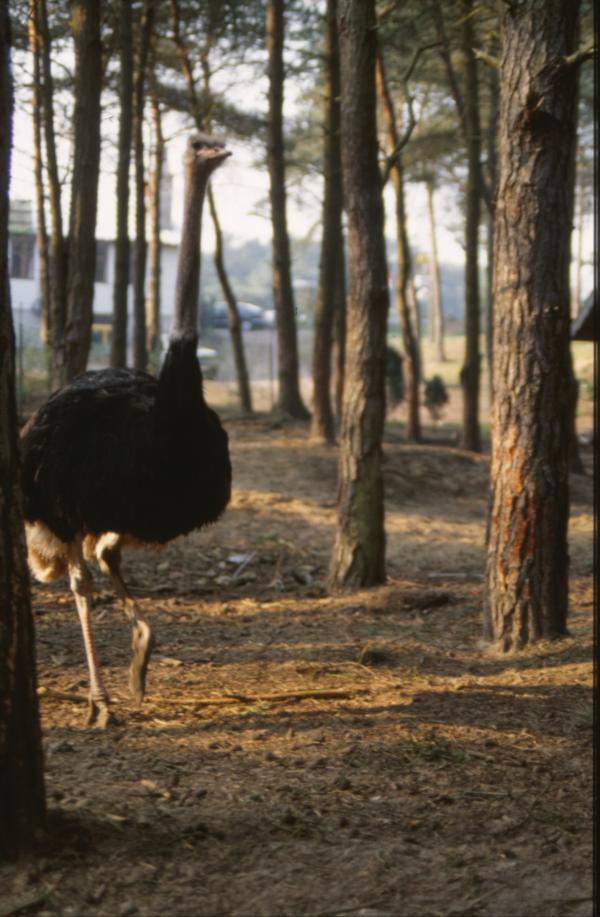 Ostrich