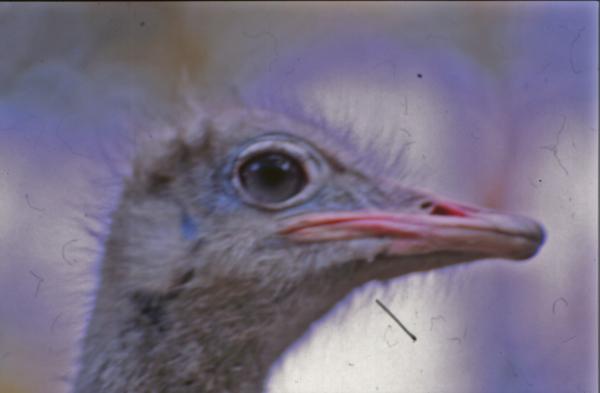 Ostrich