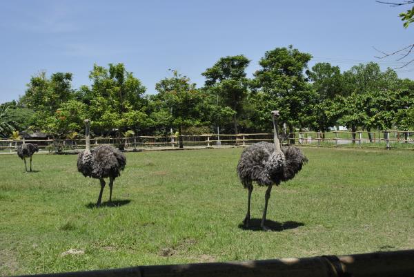 Ostrich on the Farm