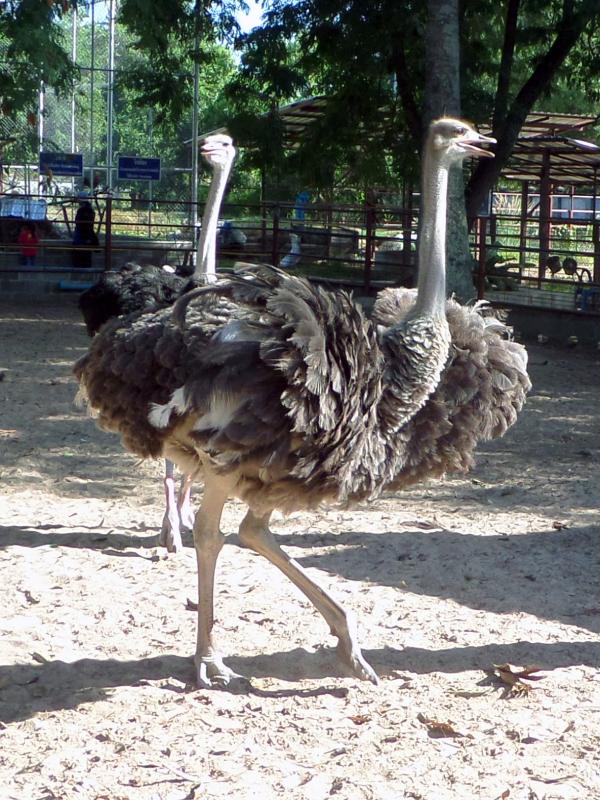 Ostriches