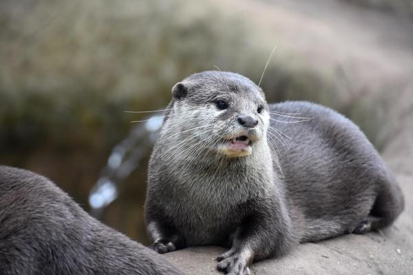 Otter
