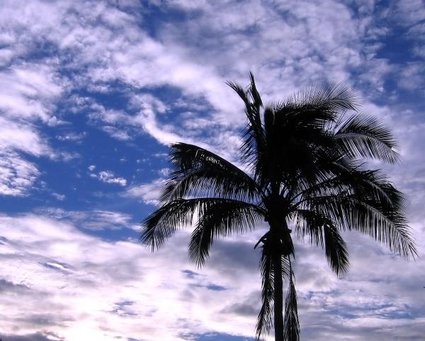 Outline of a Palm Tree