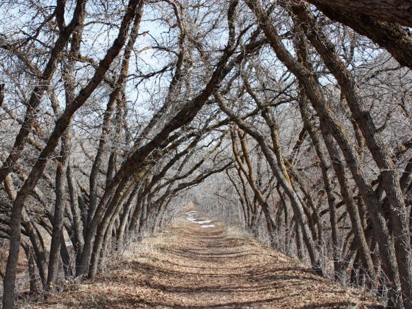 Over the path