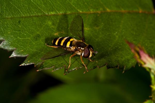 Overfly macro