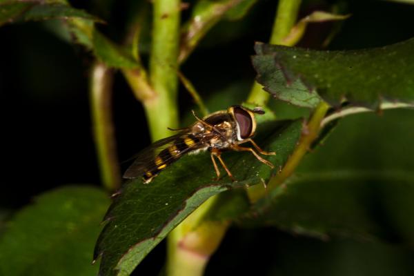 Overfly macro