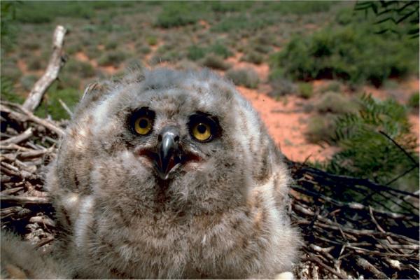 Owl