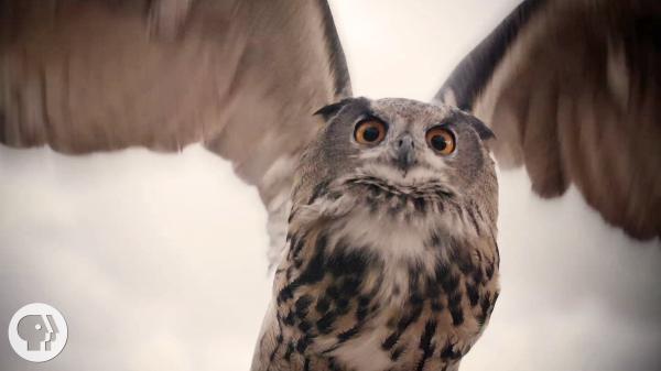 Owl