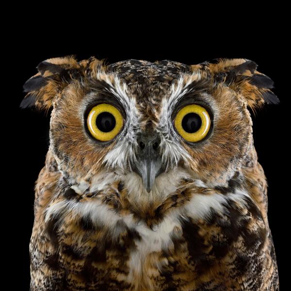 Owl Stare