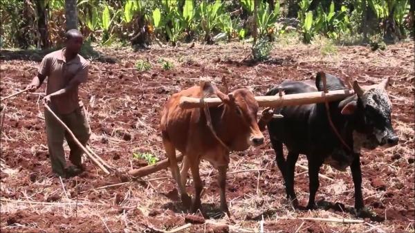Oxen