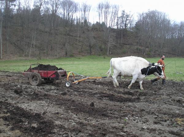 Oxen Farm