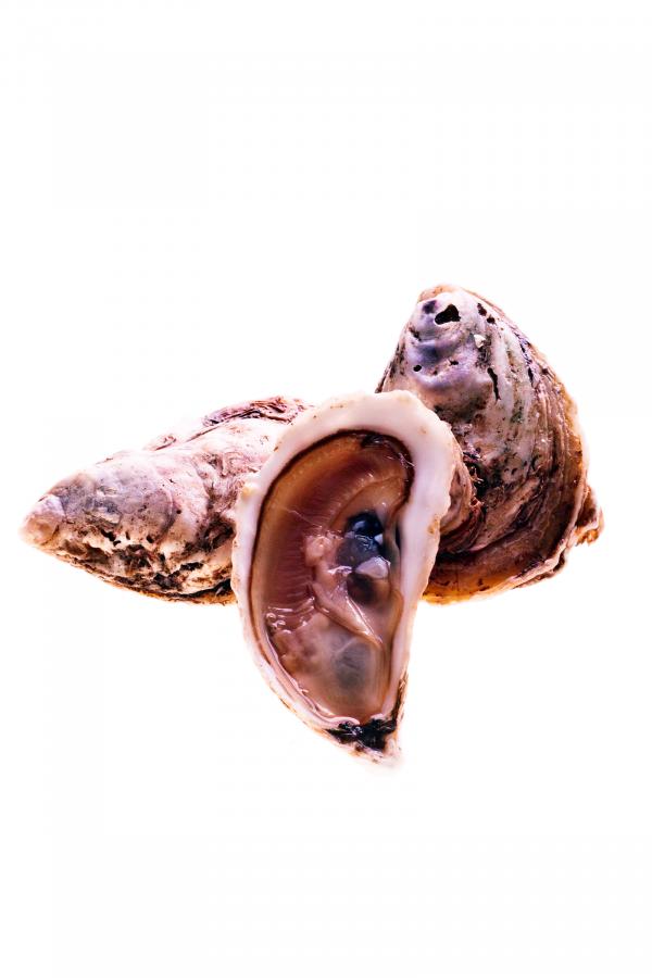Oysters