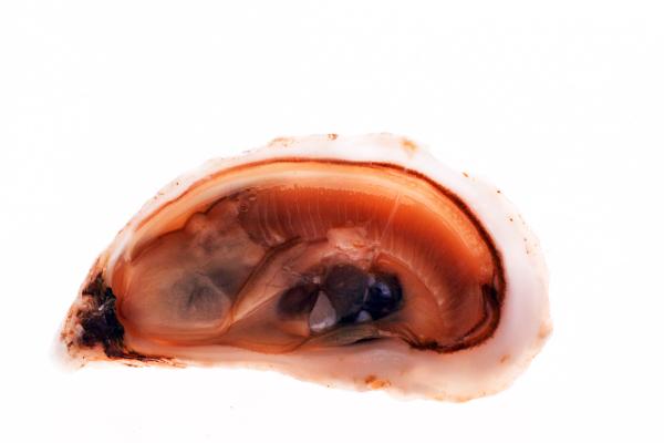 Oysters