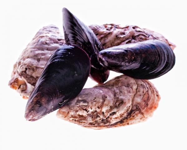 Oysters and Mussels