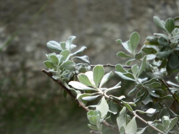 Pale Green Plant Background