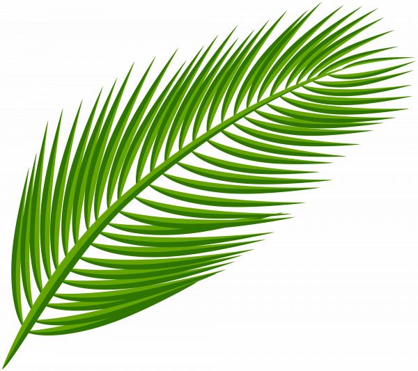 Palm leaf