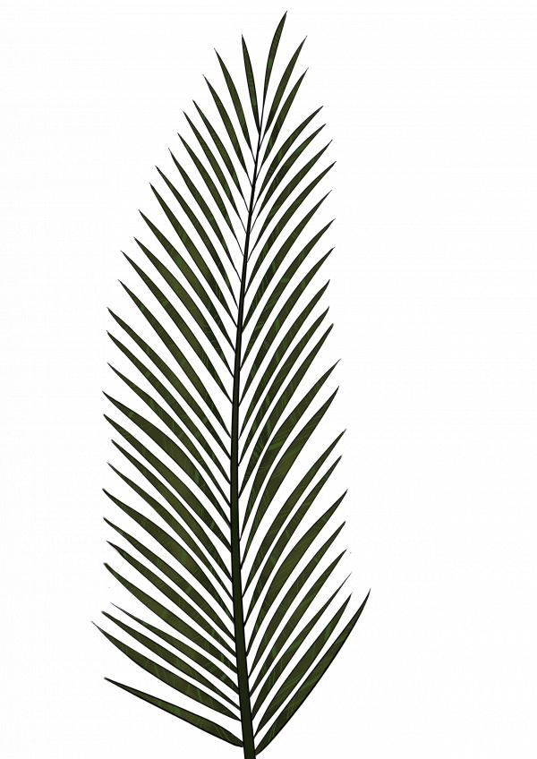 Palm leafs
