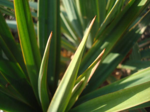 Palm leafs