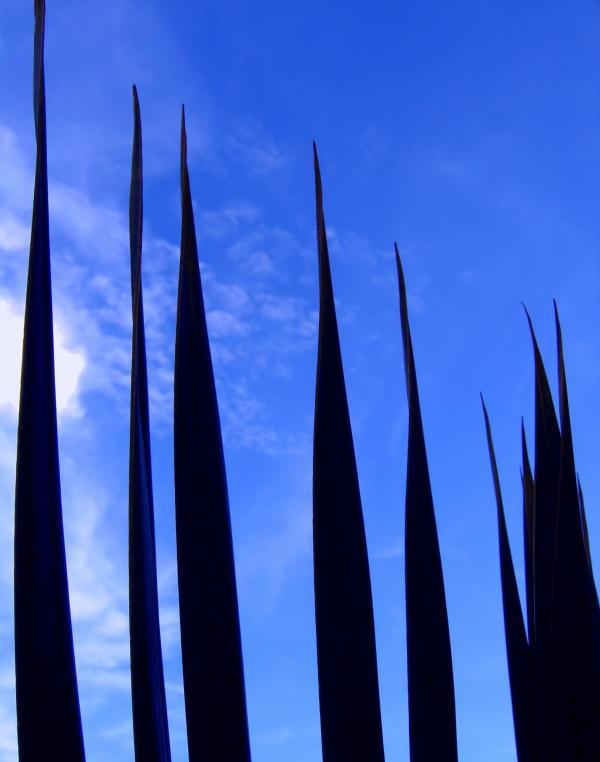 Palm Leaves against the Sky