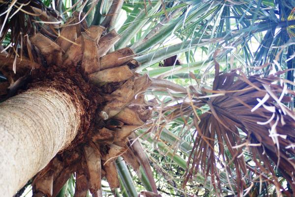 Palm tree