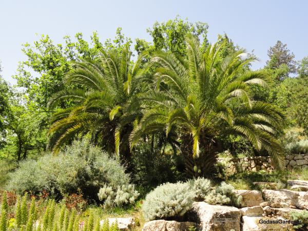 Palm Tree