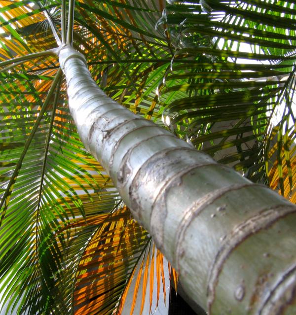 Palm Tree