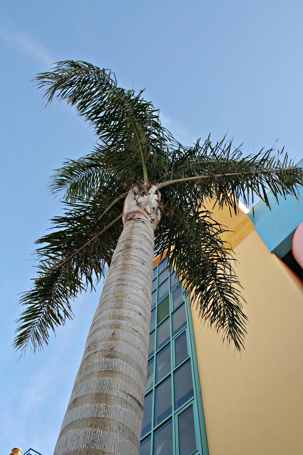 Palm tree