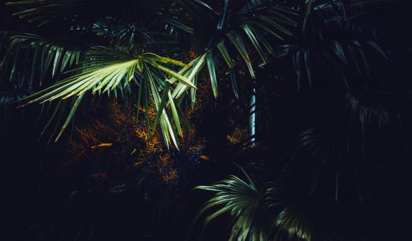 Palm Tree