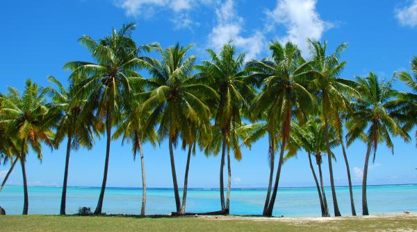 Palms