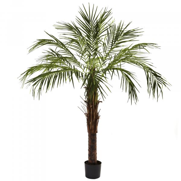 Palm Tree