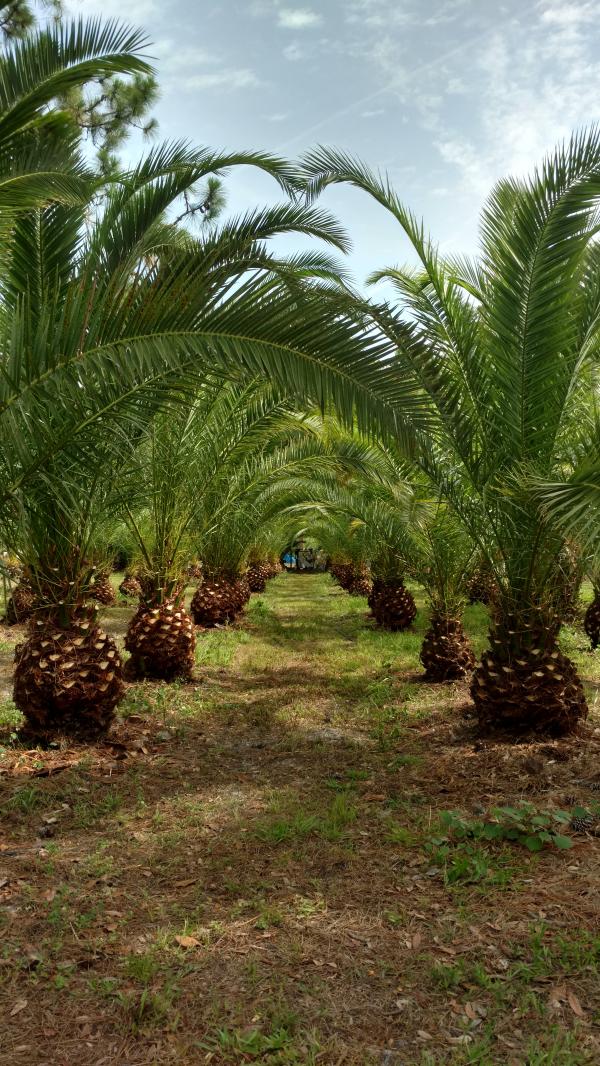 Palm tree