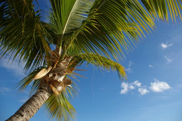Palm tree and the sky