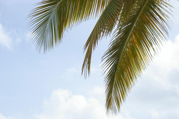 Palm tree and the sky