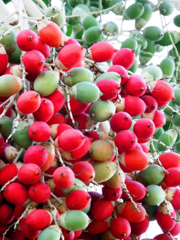 Palm Tree Fruits / Dates