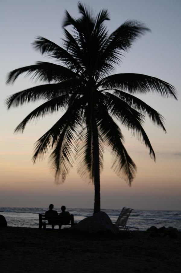Palm Tree Silhouette