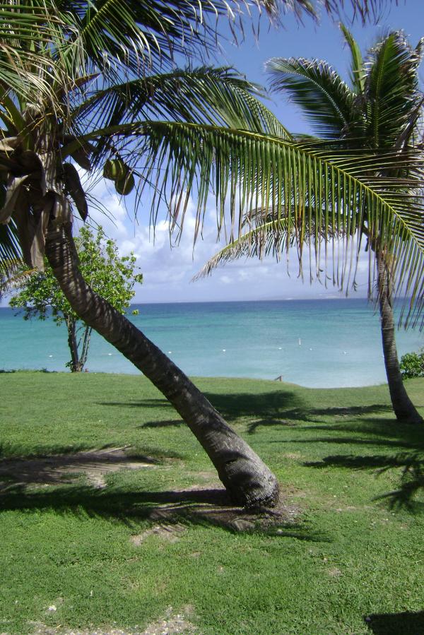 Palm trees