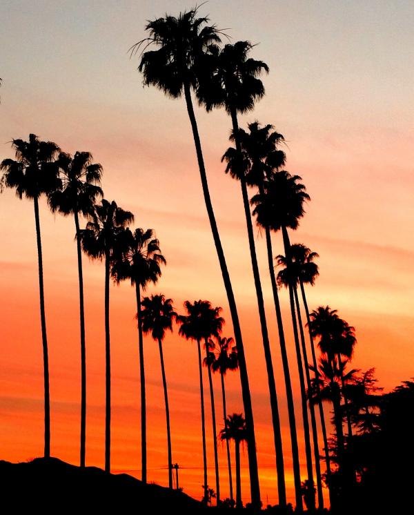 Palm Trees