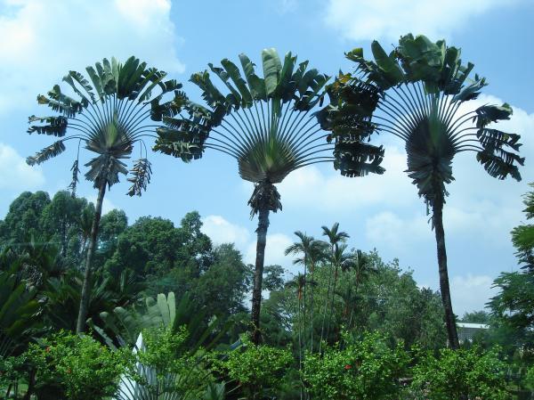 Trees