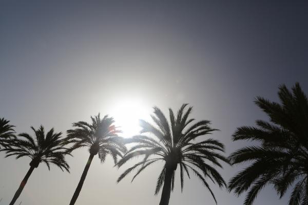 Palm Trees and Sun