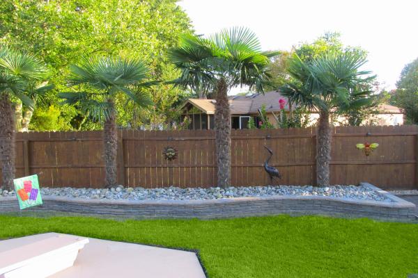 palm trees backyard