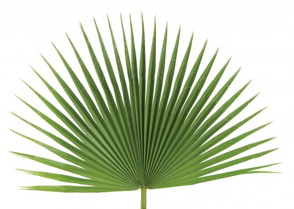 Palms
