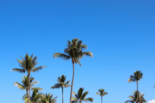 Sky Palm Trees