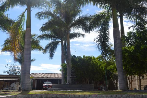 Palms