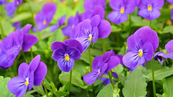 Pansy