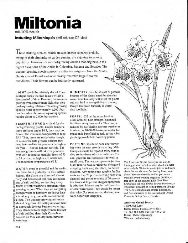 Pansy Orchid: Miltonia