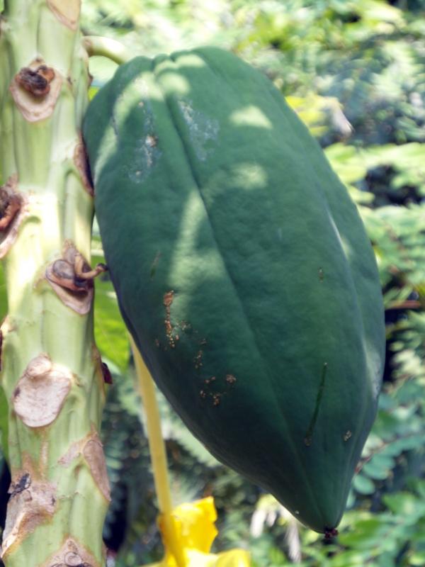 Papaya Fruit Tree