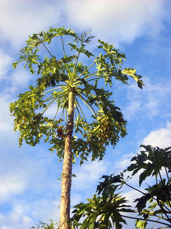 Papaya tree and fruit