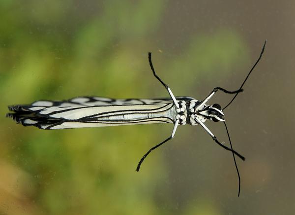 Paper Kite Malaysia. Butterfly.