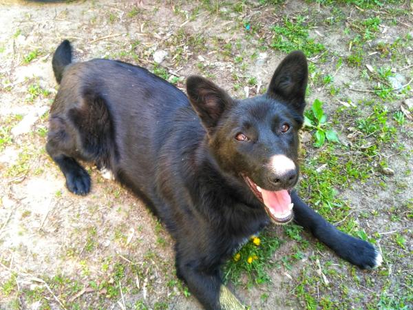 Pappy playing, black dog